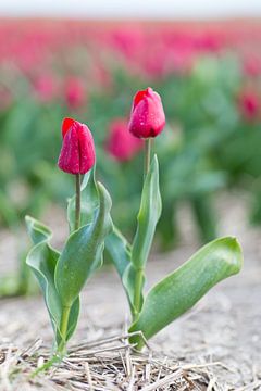 Twee tulpen