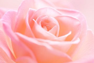 Close-up of a beautiful soft pink colored rose blooming in soft 