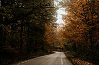 Het pad naar de herfst van Marina Bruijnzeel thumbnail