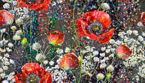 wild velvet flowers of poppies and gypsophila