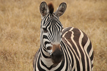 Zèbre de Tanzanie