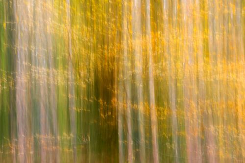 Yellow golden leaves