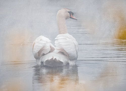 Zwaan in de mist