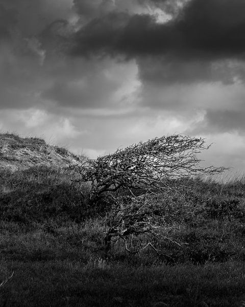 Grown With The Wind by Ronald Massink