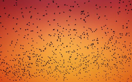 Starlings in the air
