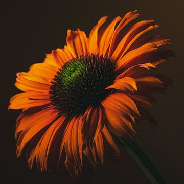 Warme Farben: Eine orangefarbene Echinacea im Licht von Marjolijn van den Berg