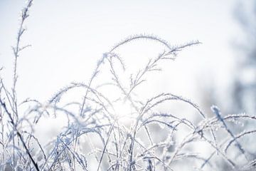 Lever de soleil sur un paysage hivernal merveilleux | Brins d'herbe gelés