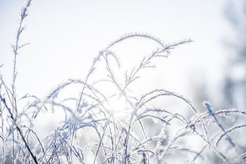 Morning sun rising over a winter wonderland | Frozen blades of grass