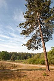 Heide landschap in de Valtherbos.