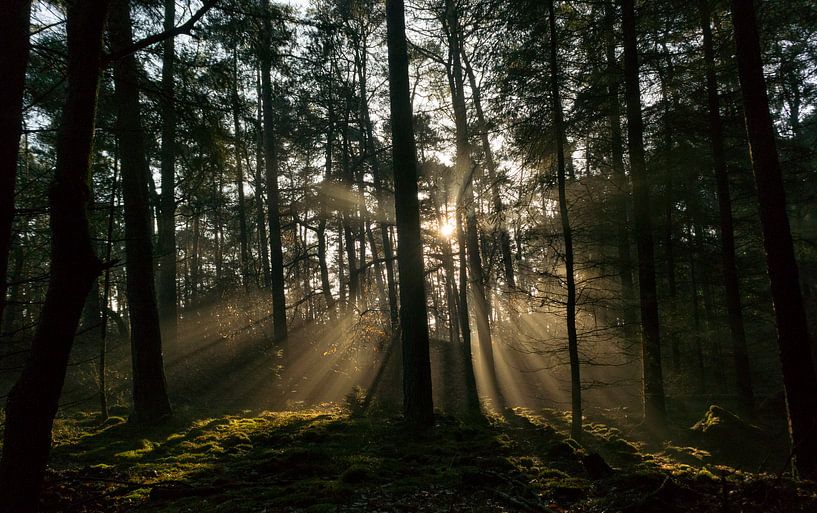 Rayons de soleil dans une forêt de pins en hiver par Sjoerd van der Wal Photographie