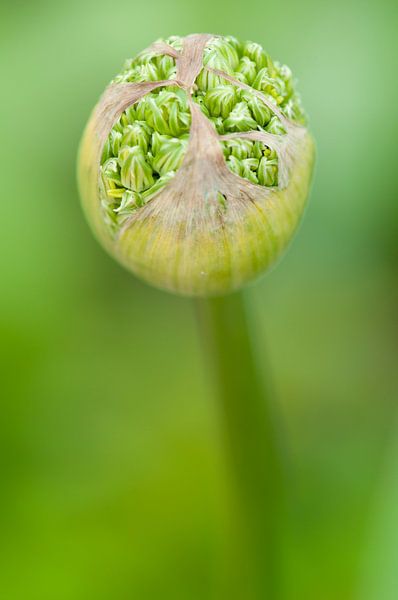 Knop van sierui (Allium) van Tamara Witjes