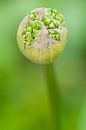Knop van sierui (Allium) van Tamara Witjes thumbnail