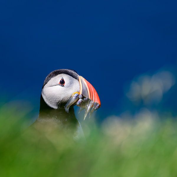 Puffin met visjes van Anouk de Vries