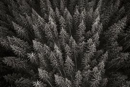 Pattern of trees in the Black Forest in Germany in black and white by Evelien Oerlemans
