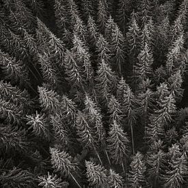 Patroon van bomen in het Zwarte Woud in Duitsland in zwart-wit van Evelien Oerlemans