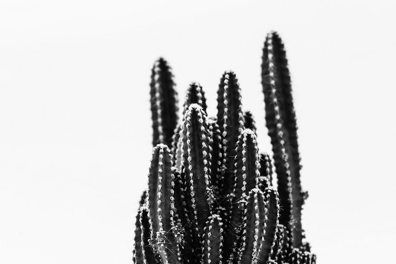 Mini Cactus by Walljar