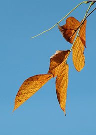 Herfst 5