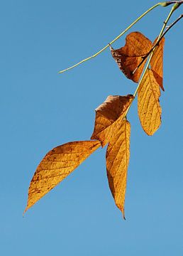 Herfst 5 van Jonathan Kremer