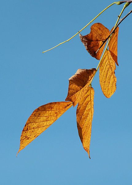 Herfst 5 par Jonathan Kremer