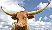 longhorn 8