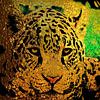 Digi Jaguar van Eduard Lamping