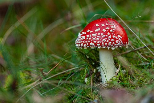 Paddenstoel rood met witte stippen