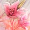 Verträumte rosa Lilien. Pastell von Alie Ekkelenkamp