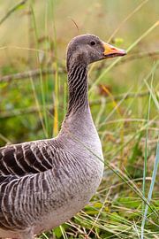Greylag goose (Anser anser)