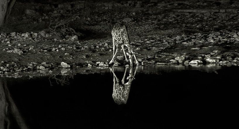 Drinking Giraffe van BL Photography