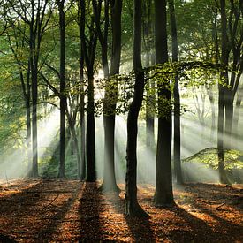 Into the Woods van Karin de Boer Photography