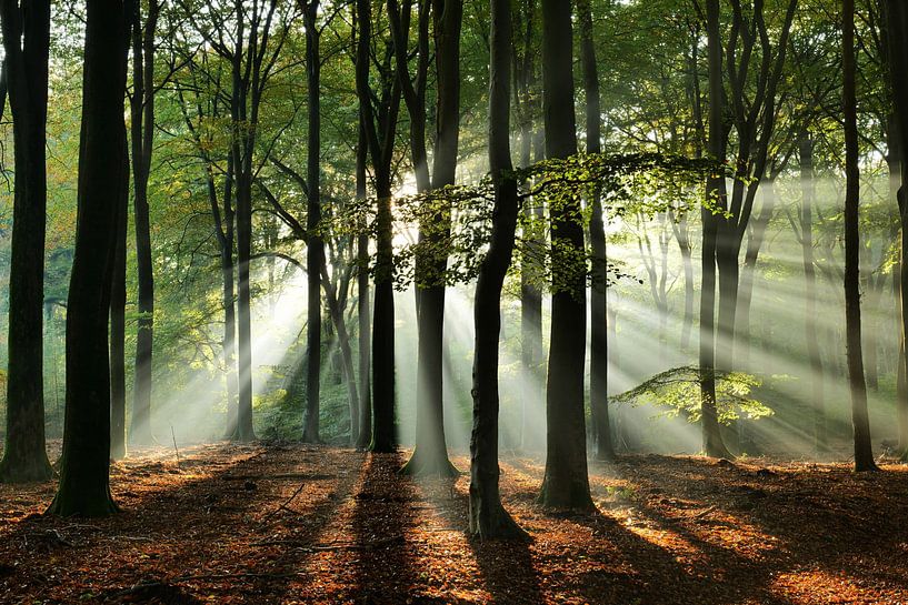 Into the Woods by Karin de Boer Photography