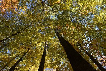 Een esdoornbos in de herfst van Claude Laprise