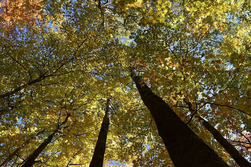A maple forest in autumn by Claude Laprise