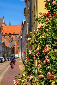 Een rozenstruik in de oude stad van Wismar van Holger Felix