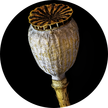  Upcycled Beauty - Grote of gewone klaproos - Papaver rhoeas - van Christophe Fruyt