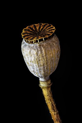  Upcycled Beauty - Large or ordinary poppy - Poppy rhoeas -