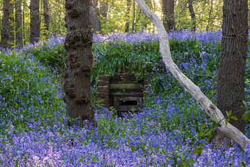 Wild hyacinths by Bram Lubbers