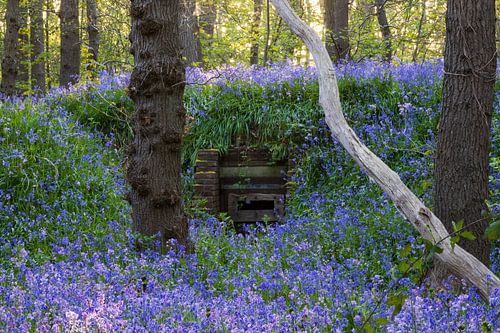 Wilde hyacinten overwoekeren een bunker