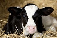 portrait of a calf lying in straw