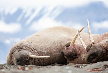 Slapende walrussen op Spitsbergen