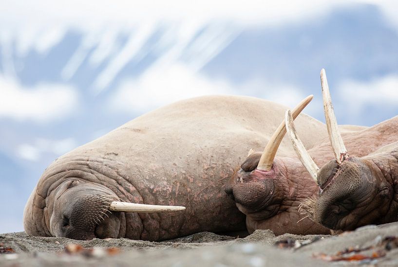 Sleeping walruses on Svalbard by Caroline Piek