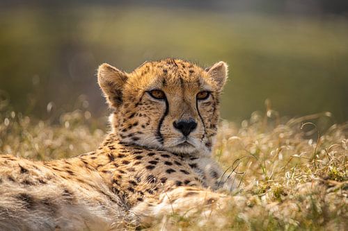 Cheetah. Acinonyx jubatus