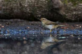 Hübscher kleiner Vogel im Wald