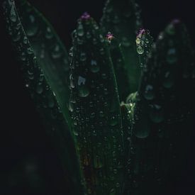 Flüstern des Frühlings von Kees Goethart