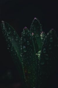 Le murmure du printemps