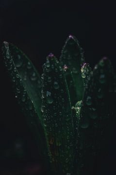 Whisper of Spring by Kees Goethart