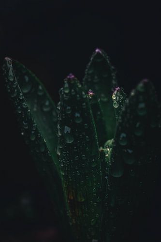 Flüstern des Frühlings von Kees Goethart