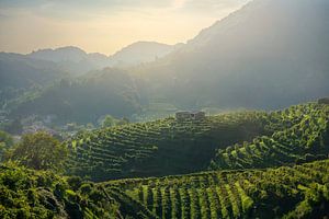 Die Weinberge in den Prosecco-Hügeln