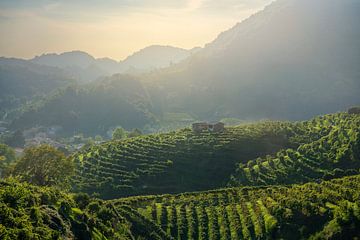 De wijngaarden van de Prosecco heuvels van Stefano Orazzini
