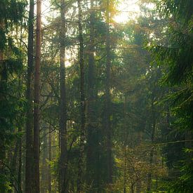 Zonnestralen door de bomen sur Loes Huijnen